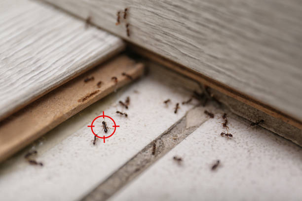 Best Insect Control  in Walnut Hill, TN