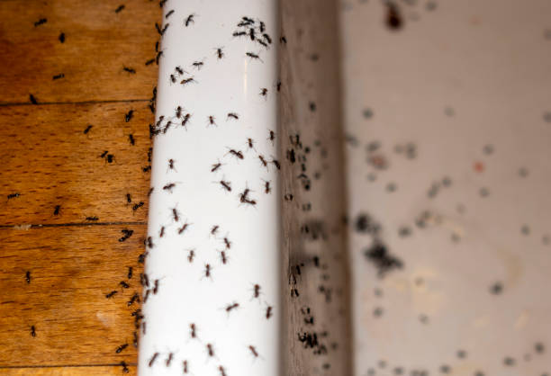 Best Ant Control Services  in Walnut Hill, TN