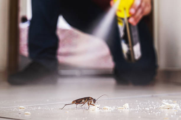 Best Mosquito Control Services  in Walnut Hill, TN