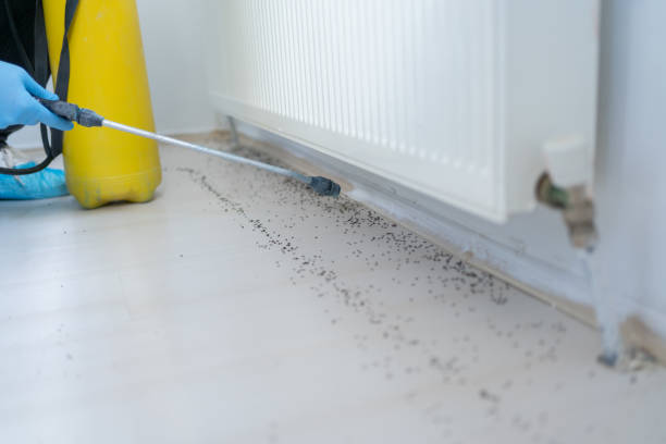 Best Rat Extermination Near Me  in Walnut Hill, TN