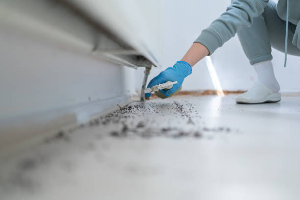 Best Affordable Pest Control Services  in Walnut Hill, TN