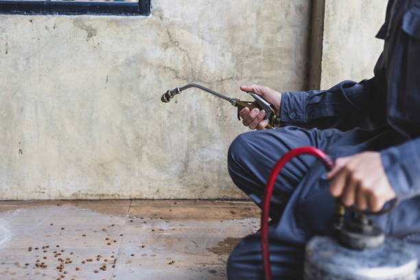 Best Wasp Removal Services  in Walnut Hill, TN